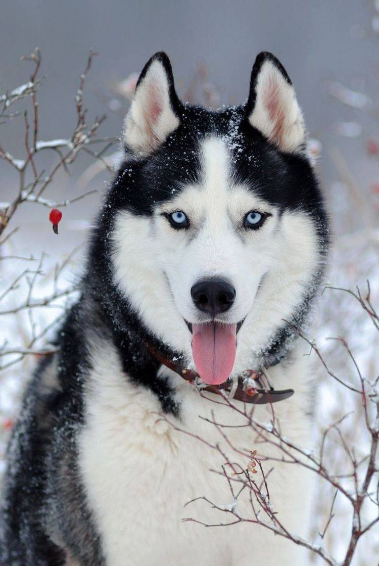 Fashion Husky siberiano 