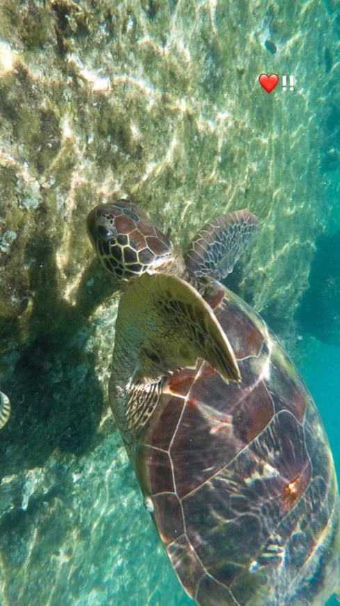 Place Apo Island