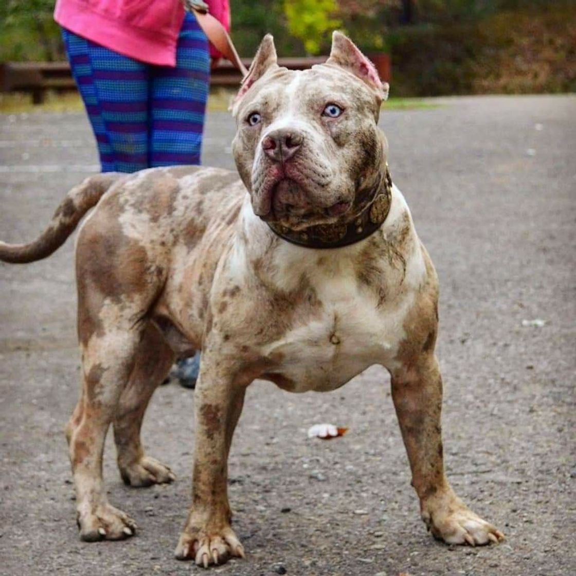 Social Pitbull 🐾