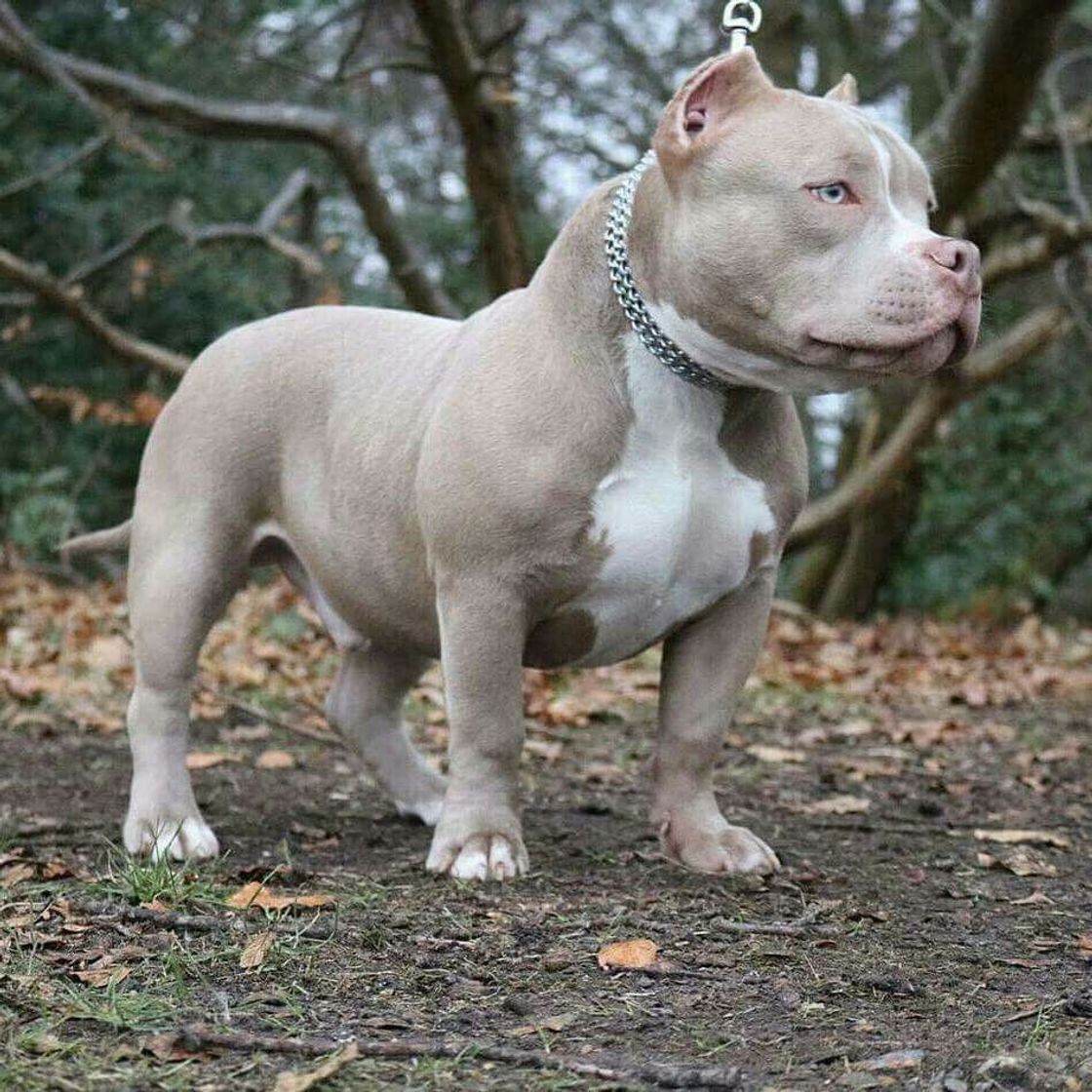 Social Pitbull 🐾