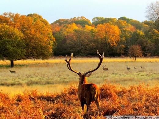 Richmond Park