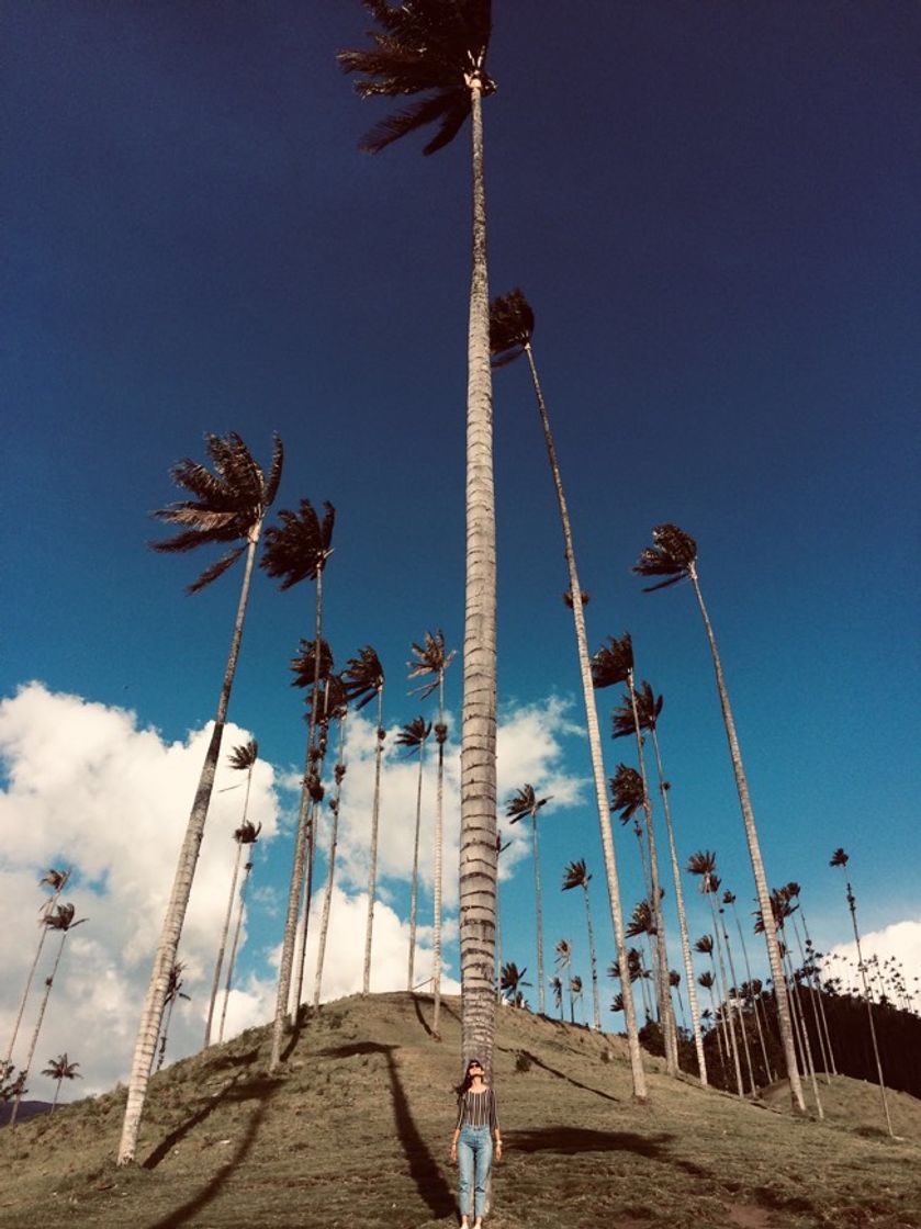 Restaurantes Valle Del Cocora