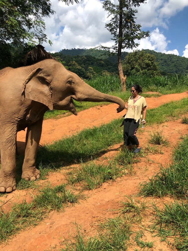 Lugar Elephant Nature Park