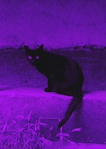 Kitten purple wallpaper