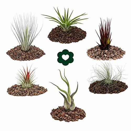 Product 6 Tillandsia conjunto diferente