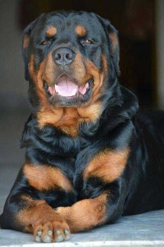 Social Cachorros rottweiler: todo lo que debes saber | The Dog People by ..