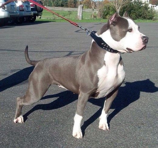 Social American pitbull terrier 