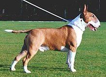 Social Bull terrier