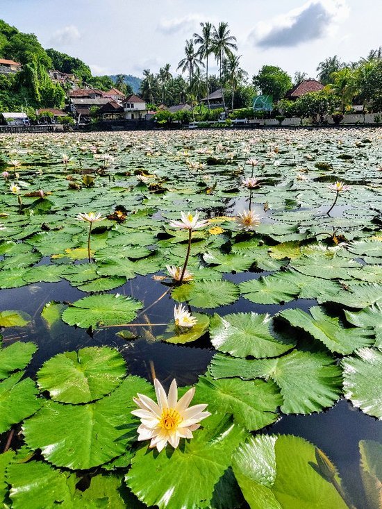 Lotus Lagoon