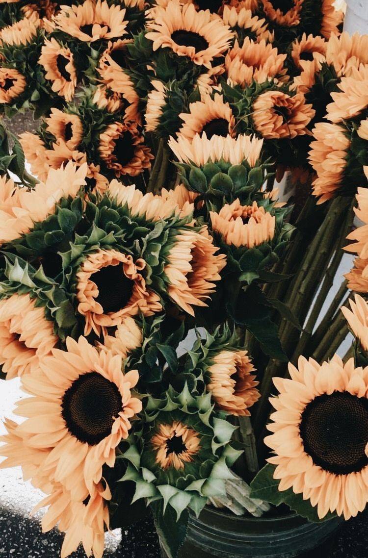 Girasoles 