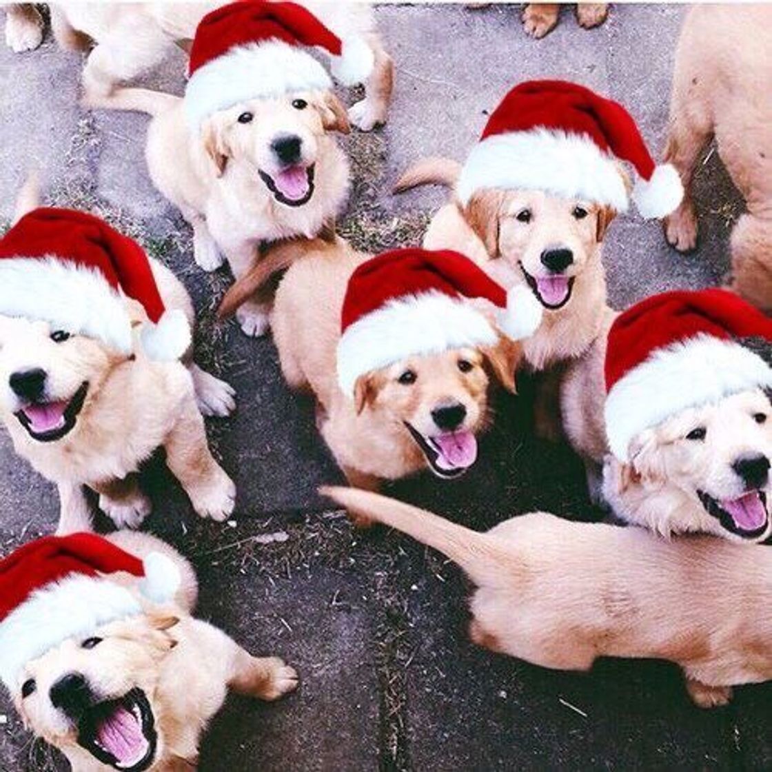 Fashion 🐶❤️🎄