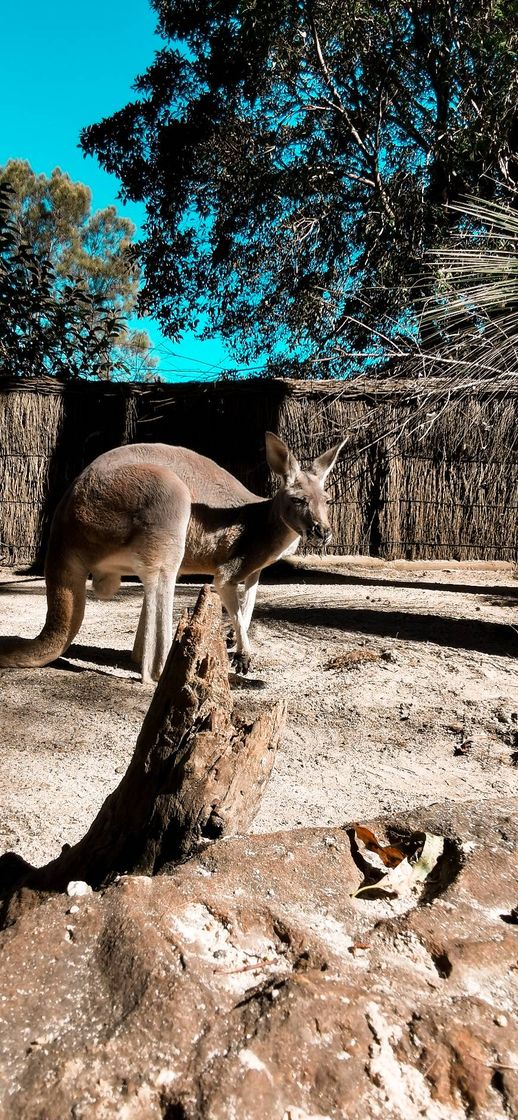 Lugar Taronga Zoo