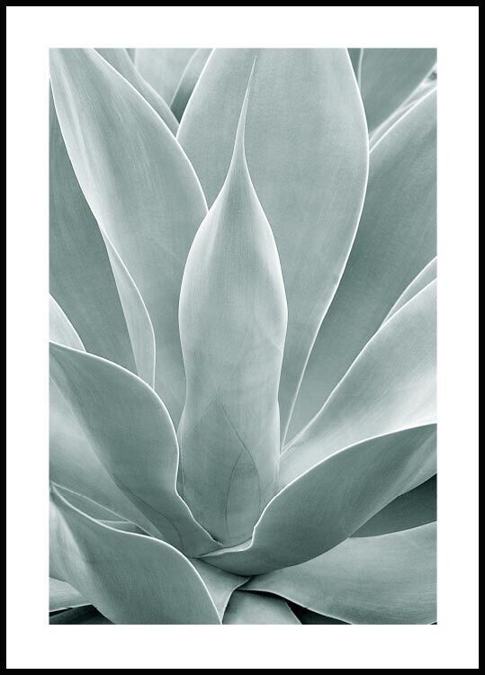 Product Agave cactus