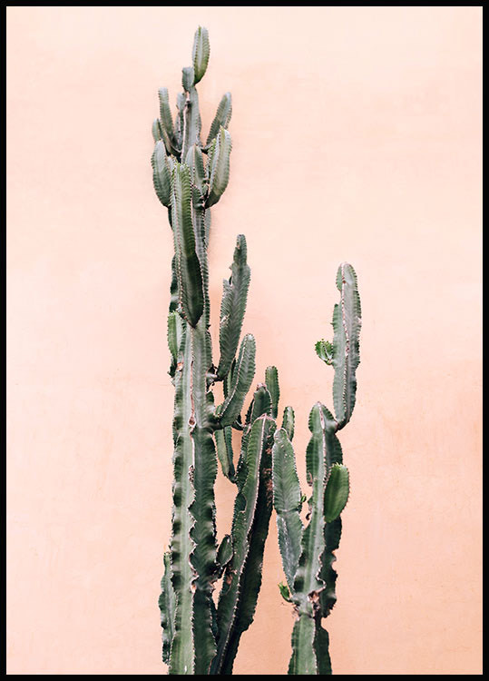 Product Pink wall cactus