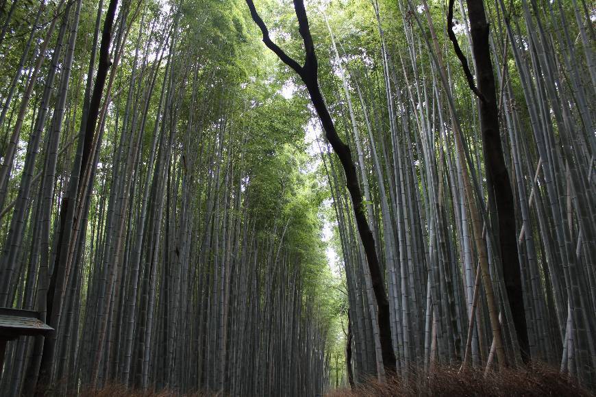 Place Arashiyama Bamboo Forest