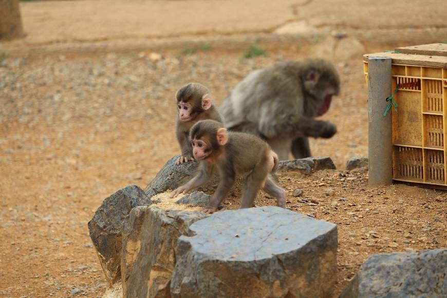 Place Arashiyama Monkey Park Iwatayama