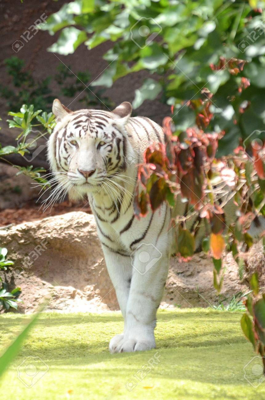 Place Loro Parque