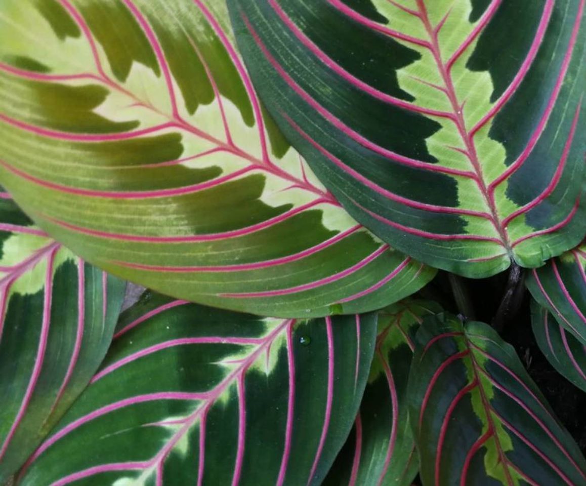 Producto Maranta