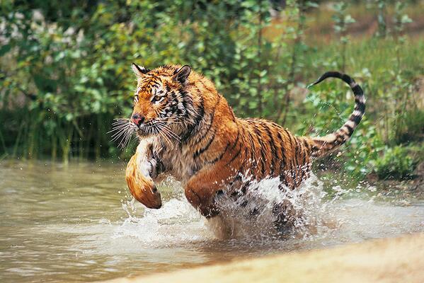 Fashion Tigre de Bengala | National Geographic