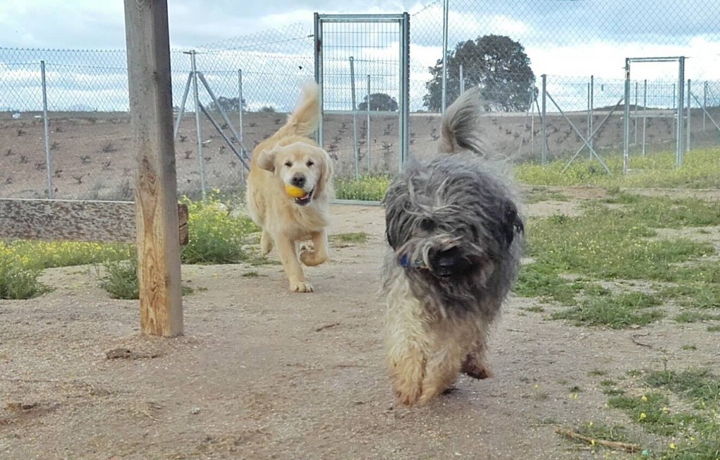 Lugar Campamento de Mascotas