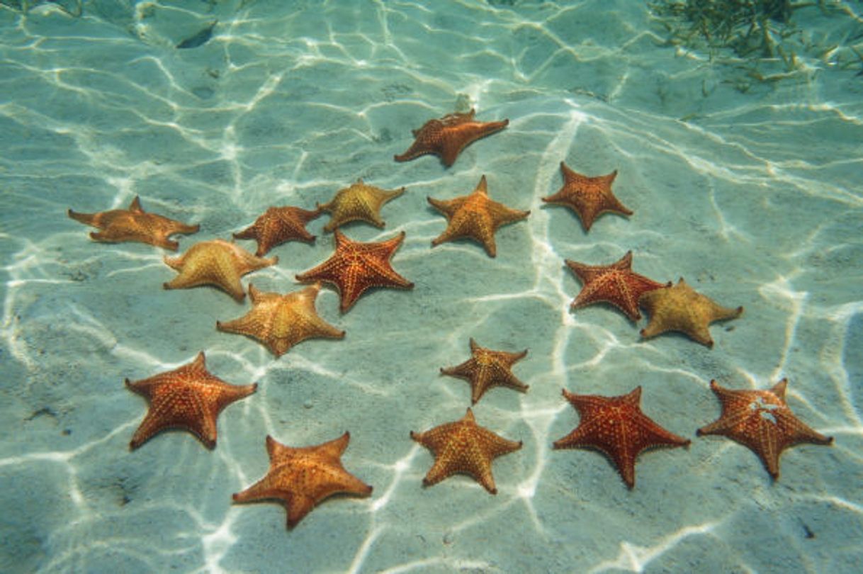 Places Starfish Beach