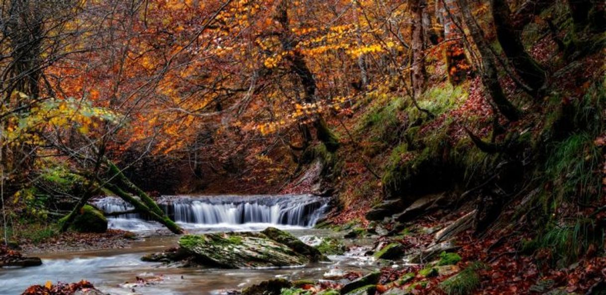 Lugar Selva de Irati