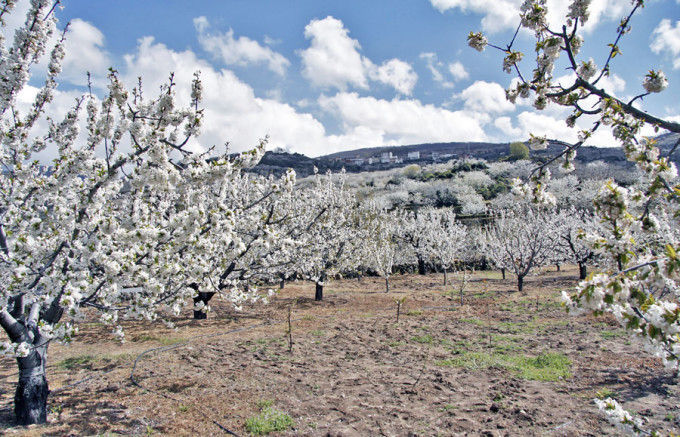 Lugar Valle del Jerte vistas de los cerezos