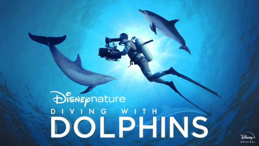 Serie Diving with Dolphins