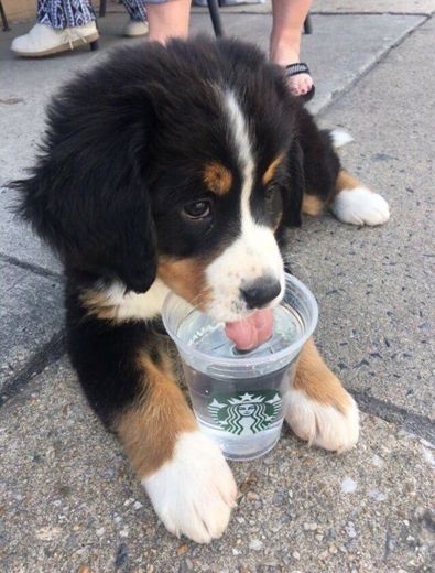 Cachorro Starbucks