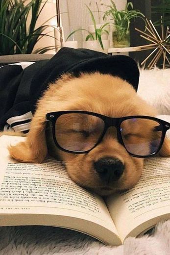 Cachorro lendo 
