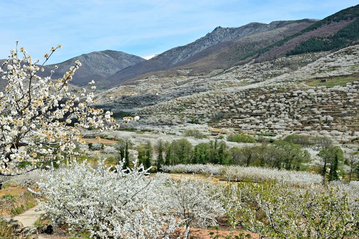 Place Valle del Jerte