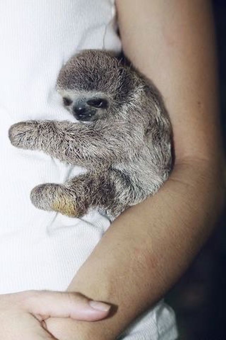 Fashion Baby sloth