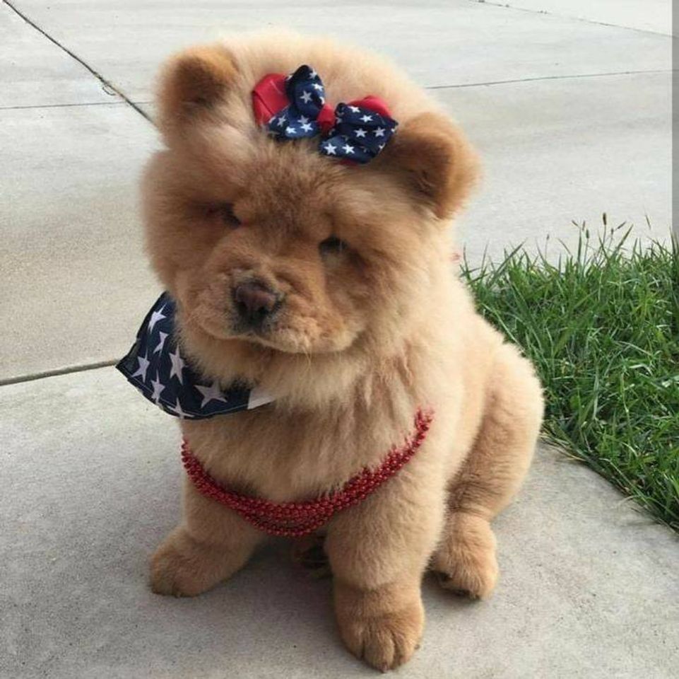 Fashion Chow-chow 