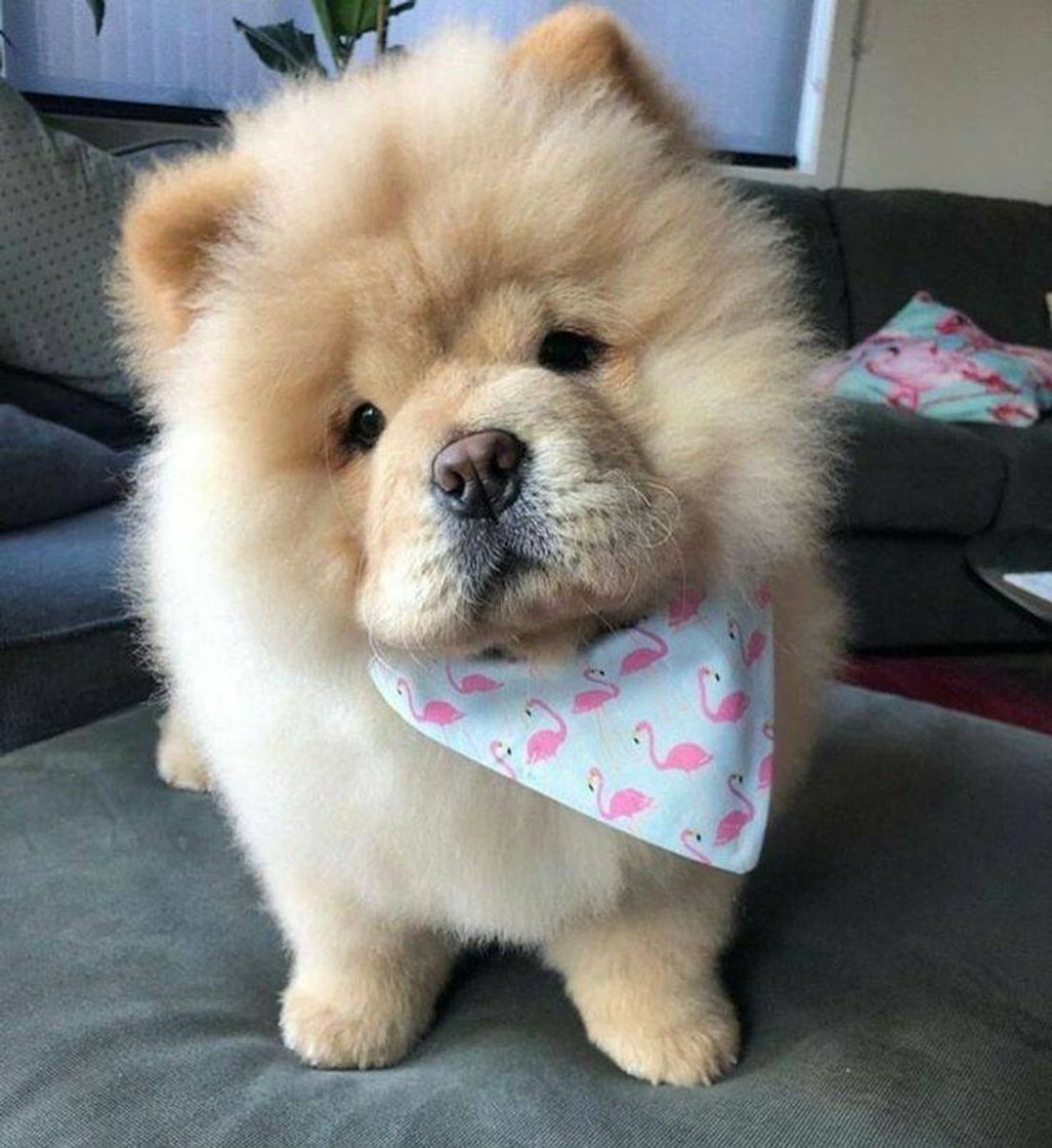 Fashion Chow-chow 