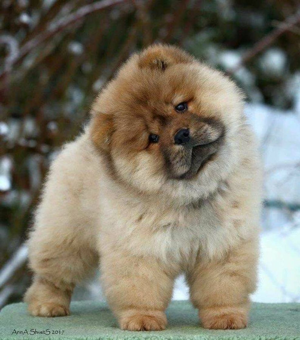 Fashion Chow-chow 