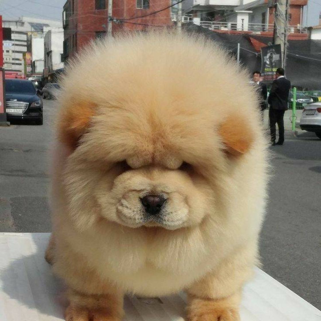 Fashion Chow-chow 