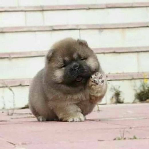 Chow-chow 