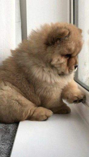 Chow-chow 