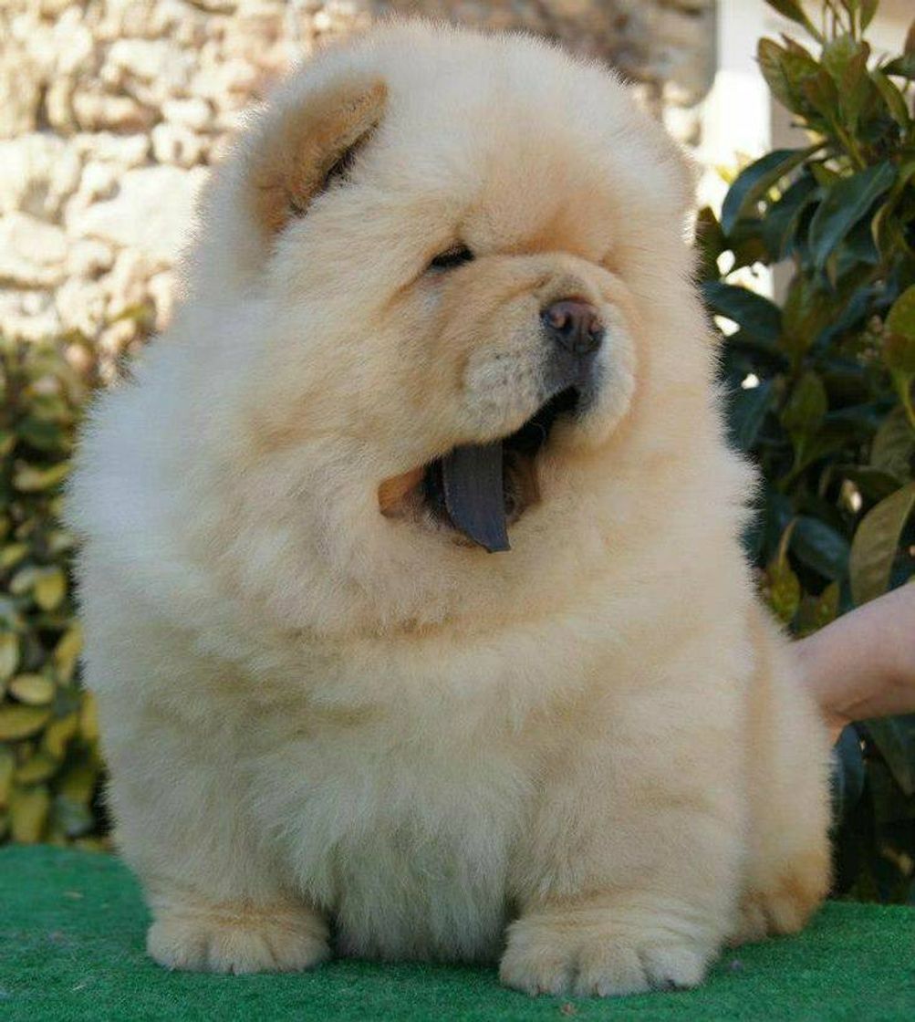 Fashion Chow-chow 