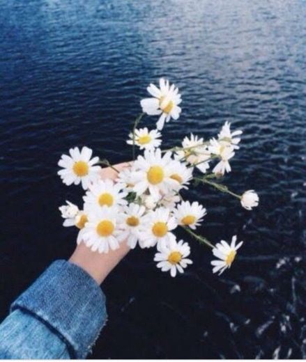 daisy flower | Tumblr 1