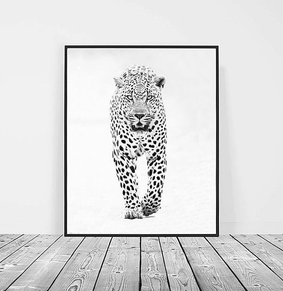 Social Foto leopardo