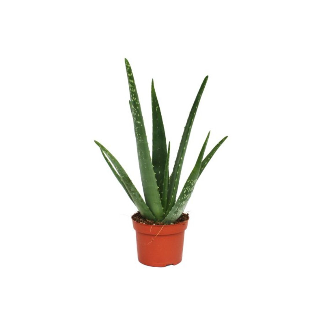 Social Aloe vera