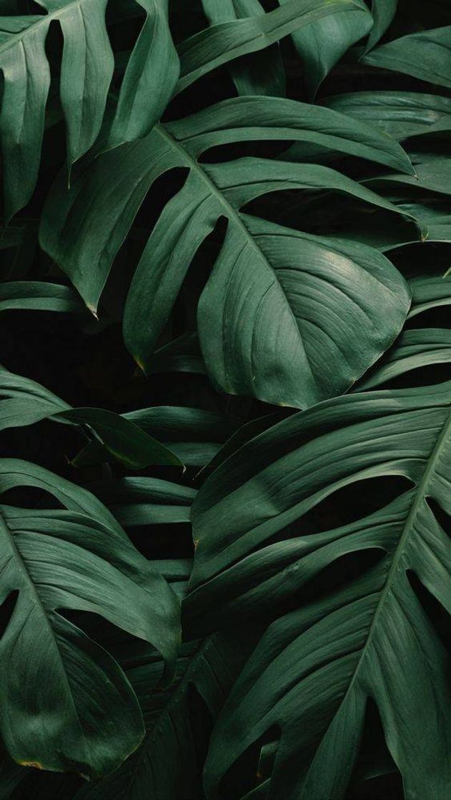 Social Wallpaper