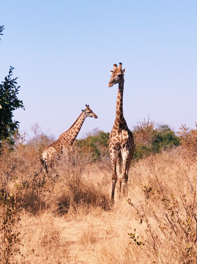 Place Parque nacional Kruger