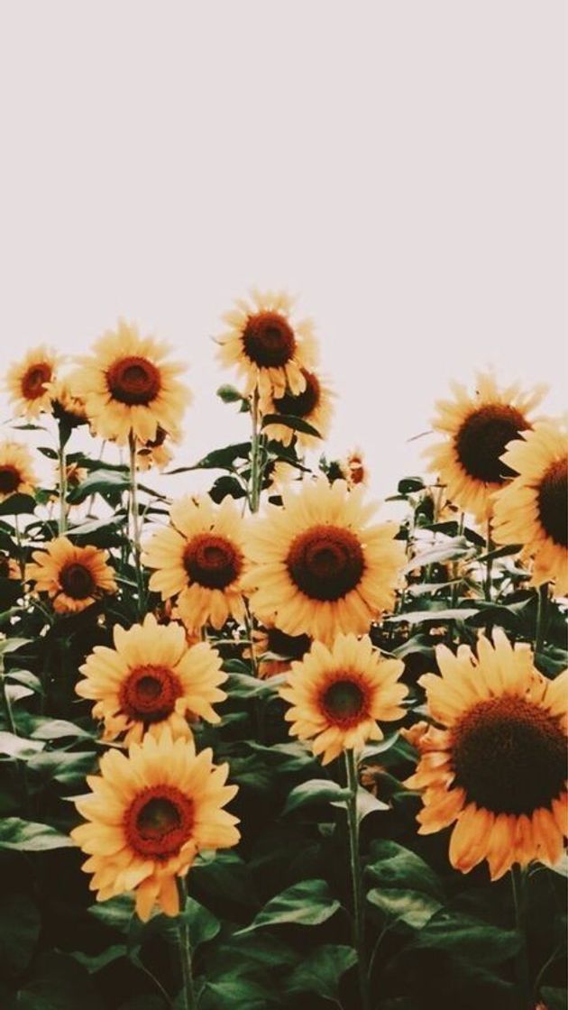 Fashion Wallpaper de girasol🌻