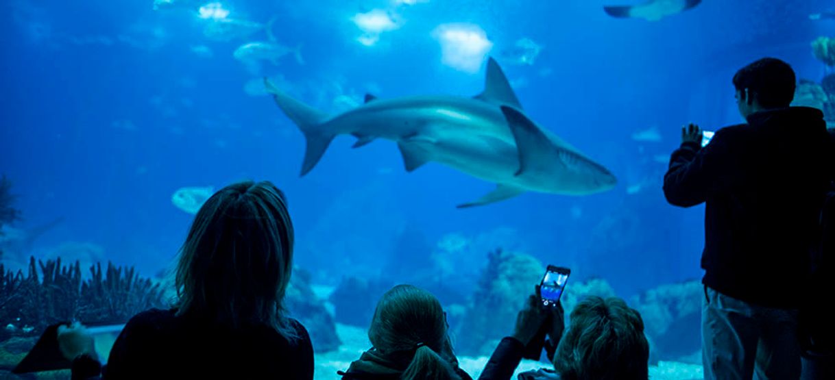 Place Oceanario de Lisboa