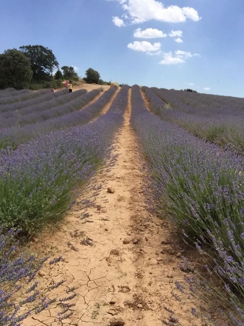 Fashion Campos de lavanda de Brihuega (Guadalajara)