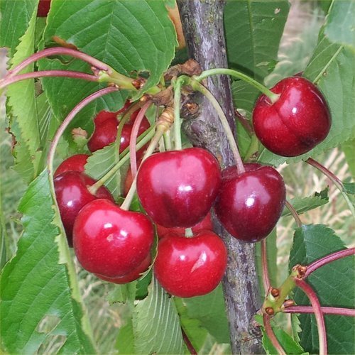 Cerezo - Maceta 26cm. - Altura aprox. 1'20m. - Planta viva -