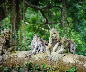 Lugar Sacred Monkey Forest Sanctuary