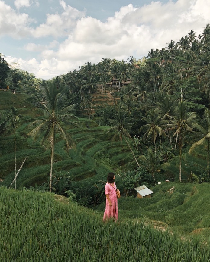 Place Tegalalang Rice Fields 